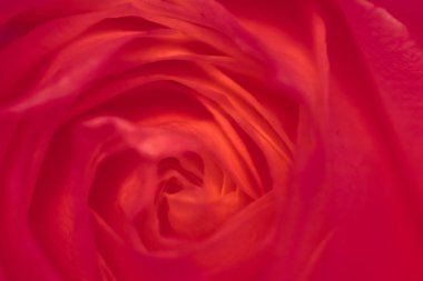 Çiçek açan gül, soyut çiçekli sanat arka planı, anne.