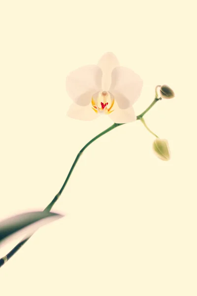Fleur d'orchidée en fleur, fond abstrait d'art floral — Photo