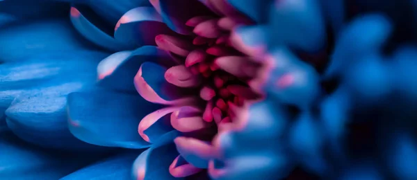 Pétalos de flores de margarita azul en flor, flores abstractas arte b — Foto de Stock