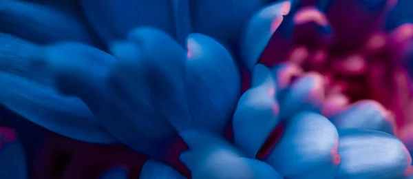 Pétalos de flores de margarita azul en flor, flores abstractas arte b — Foto de Stock