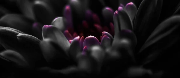 Pétalos de flores de margarita negra en flor, arte floral abstracto en flor — Foto de Stock
