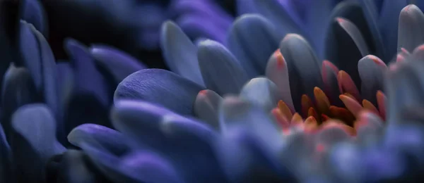 Pétalos de flores de margarita púrpura en flor, arte floral abstracto en flor — Foto de Stock