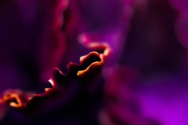 Purple carnation flower in bloom, abstract floral blossom art ba — Stock Photo, Image