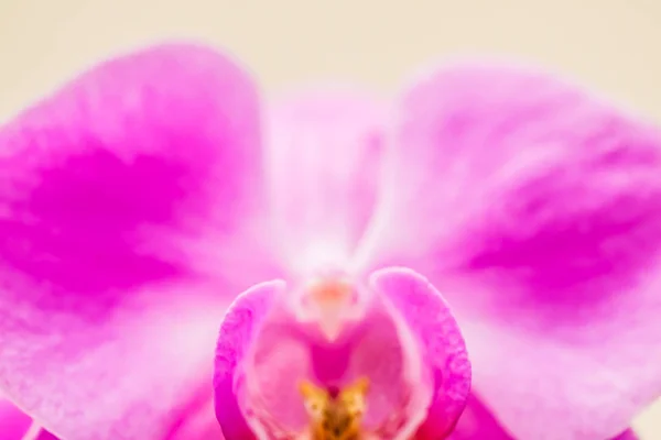 Orkidé blomma i blom, abstrakt blommor konst bakgrund, — Stockfoto