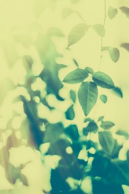 Yeşil yapraklar soyut bağlılık arka planı olarak, bitkisel foya