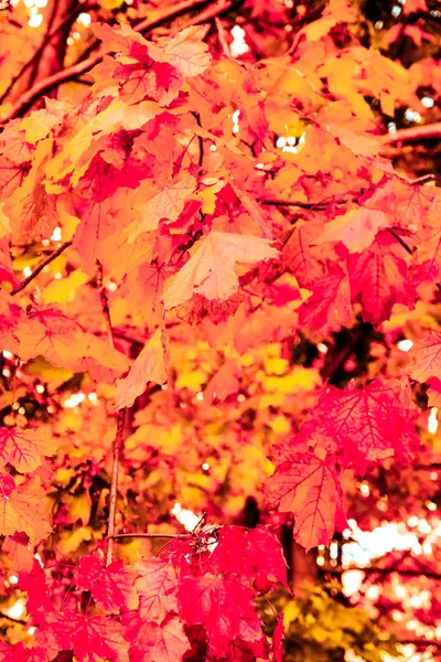 Mooie herfst landschap achtergrond, vintage natuur scène in f — Stockfoto