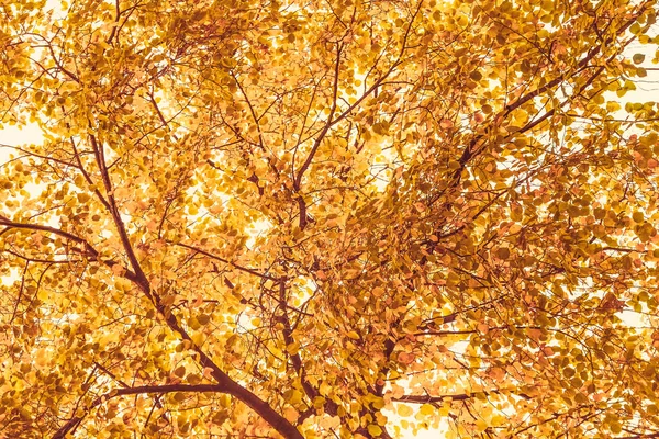 Belo outono paisagem fundo, vintage natureza cena em f — Fotografia de Stock