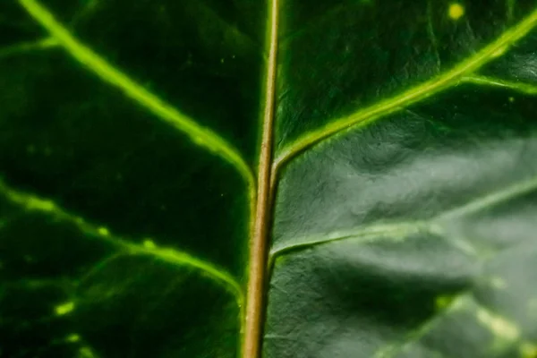 Tropischen Garten Natur Hintergrund, Pflanze Laub Textur als vint — Stockfoto