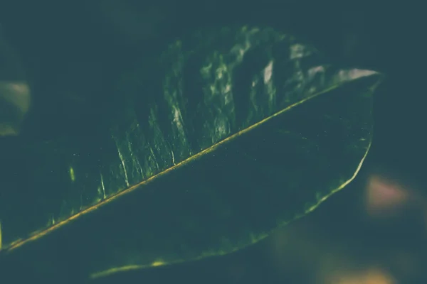 Fondo tropical de la naturaleza del jardín, textura del follaje de la planta como vint — Foto de Stock