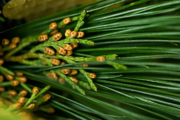 Abeto perenne árboles como fondo de arte de la naturaleza, texto de pino verde —  Fotos de Stock