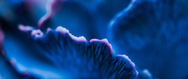 Flora, markalaşma ve aşk konsepti - çiçek açan mavi karanfil, soyut çiçek sanat arka planı, bahar doğasında çiçekler parfüm kokusu, düğün, lüks bir bayram tasarımı