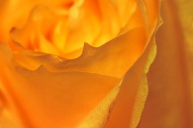 Flora, markalaşma ve aşk konsepti - çiçek açan gül çiçeği, soyut çiçek sanat arka planı, parfüm kokusu için makro çiçekler, düğün ve güzel gelinlik markası için lüks tatil tasarımı