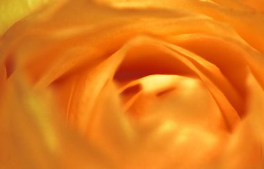 Flora, markalaşma ve aşk konsepti - çiçek açan gül çiçeği, soyut çiçek sanat arka planı, parfüm kokusu için makro çiçekler, düğün ve güzel gelinlik markası için lüks tatil tasarımı