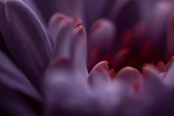 Flora Branding Liefde Concept Purple Madeliefje Bloemblaadjes Bloei Abstracte Bloemen — Stockfoto