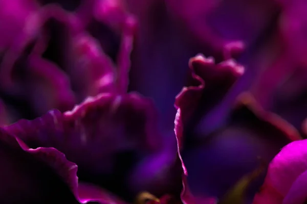 Flora Branding Love Concept Flor Clavel Púrpura Flor Fondo Abstracto — Foto de Stock