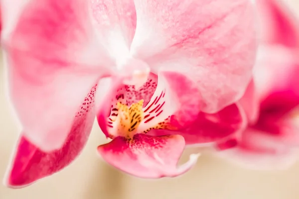 Flora Botaniska Och Spa Koncept Orkidé Blomma Blom Abstrakt Blommor — Stockfoto