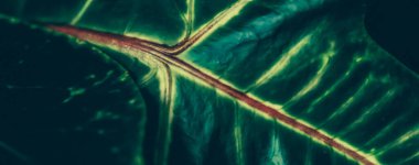 Botanik, markalaştırma ve baskı konsepti - Tropikal bahçe doğası arka planı, bitki yaprak dokusu klasik botanik soyut zemin, tatil gezileri için egzotik yaz tatili tasarımı markası tasarımı