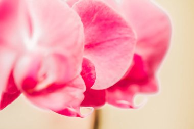 Flora, botanik ve spa konsepti - çiçek açan orkide çiçeği, soyut çiçek sanat geçmişi, düğün davetiyesi için doğadaki çiçekler, düğün hediyesi ve lüks güzellik markası, tatil afişi tasarımı