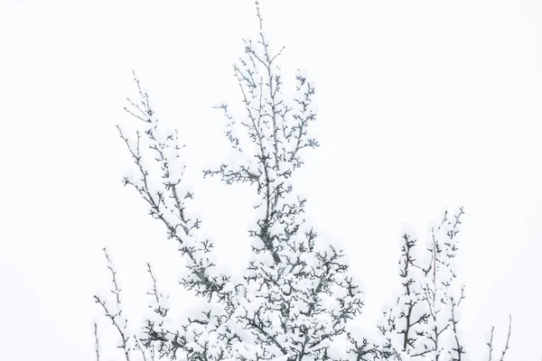 Nevando Feriados Conceito Ambiente Fundo Abstrato Inverno Belas Árvores Cobertas — Fotografia de Stock