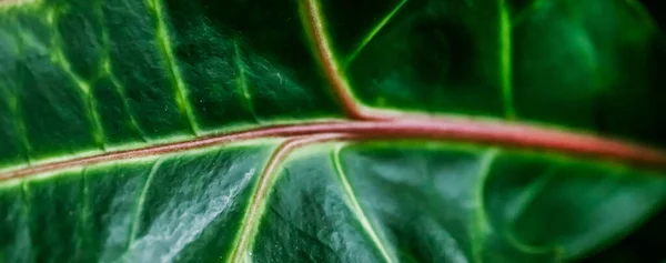 Botanik Branding Und Print Konzept Naturhintergrund Tropischer Garten Pflanzenblättertextur Als — Stockfoto