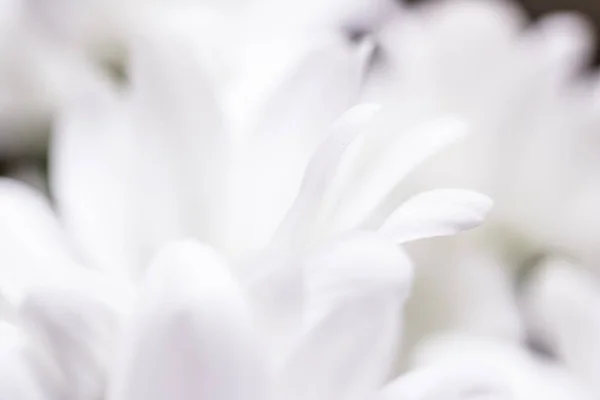 盛开的白色菊花 婚礼和植物学概念作为自然中的花卉艺术和美丽或奢侈品牌设计的假日背景旗帜 — 图库照片