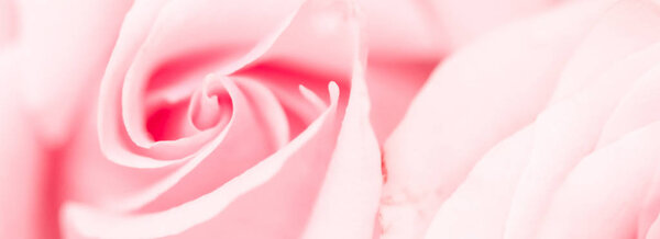 Tender rose flower in bloom - Flowers, wedding and botanical concept as floral art and beauty in nature or holiday background banner for luxury brand design