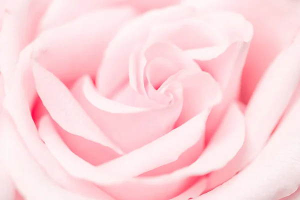 Tendre Fleur Rose Fleur Fleurs Mariage Concept Botanique Comme Art — Photo