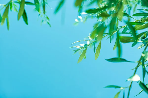 植物和植物学概念 橄榄树叶子和蓝天 地中海夏季 — 图库照片