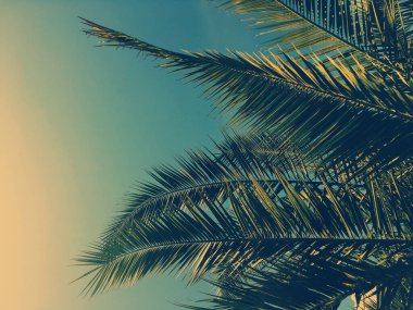 Tropikal doğa, klasik fon ve yaz tatili konsepti - palmiye ağacı yaprakları ve gökyüzü, yaz yolculuğu arka planı