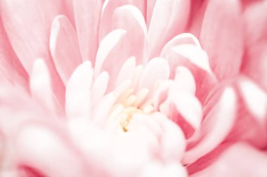 Flora, markalaşma ve aşk konsepti - çiçek açan pembe papatya çiçekleri, soyut çiçek arkaplanı, bahar doğasında çiçekler parfüm kokusu, düğün, lüks bir bayram tasarımı