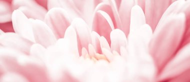 Flora, markalaşma ve aşk konsepti - çiçek açan pembe papatya çiçekleri, soyut çiçek arkaplanı, bahar doğasında çiçekler parfüm kokusu, düğün, lüks bir bayram tasarımı