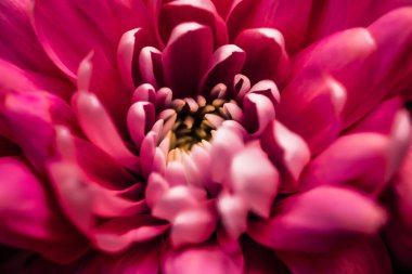 Flora, markalaşma ve aşk konsepti - çiçek açan kırmızı papatya çiçekleri, soyut çiçek sanat arkaplanı, bahar doğasında çiçekler parfüm kokusu, düğün, lüks bir bayram tasarımı