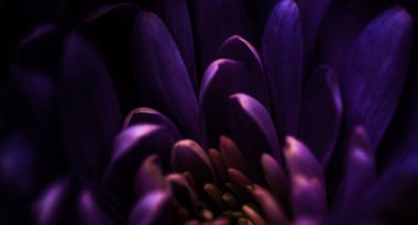 Flora, markalaşma ve aşk konsepti - çiçek açan mor papatya çiçekleri, soyut çiçek arkaplanı, bahar doğasında çiçekler parfüm kokusu, düğün, lüks bir bayram tasarımı