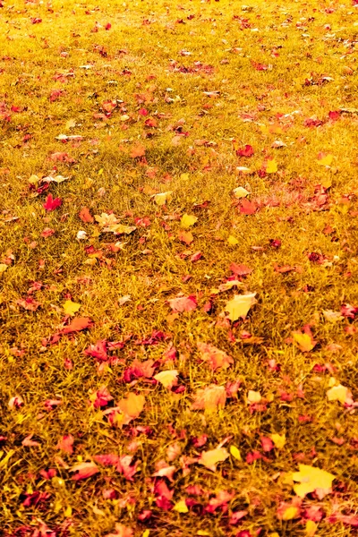 계절적 역풍과 아름다운 가을의 빈티지 — 스톡 사진