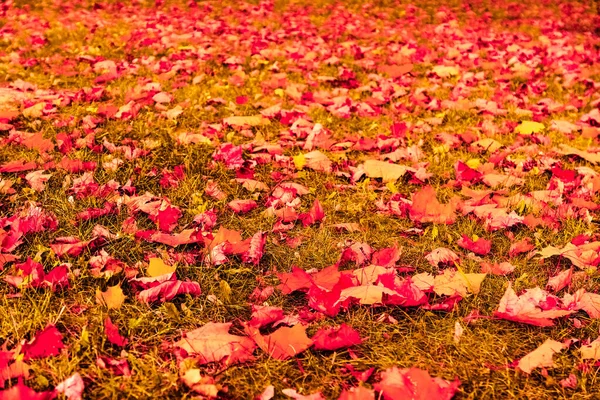 Seasonal Travel Retro Backdrop Rural Environment Concept Beautiful Autumn Landscape — Stock Photo, Image