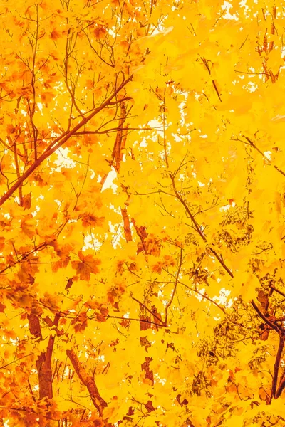 Saisonale Reisen Retro Kulisse Und Ländliches Umweltkonzept Schöne Herbstlandschaft Hintergrund — Stockfoto