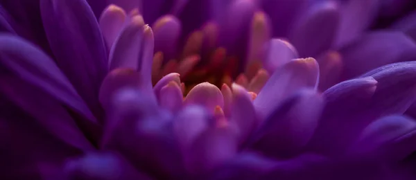 Flora Branding Liefde Concept Purple Madeliefje Bloemblaadjes Bloei Abstracte Bloemen — Stockfoto