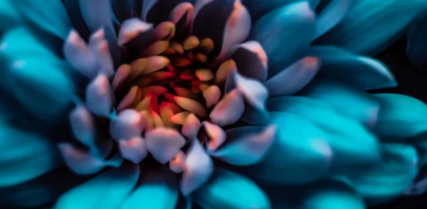 Flora Branding Love Concept Blue Daisy Flower Petals Bloom Abstrato — Fotografia de Stock