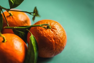 Turunçgil, çiğ ve vegan konsepti - Taze, sulu mandalinalar, sağlıklı beslenme diyeti için mandalinli meyve tatlısı, organik bahçe yiyeceği, tarım markası tasarımı için klasik tarzda mandalina turuncusu