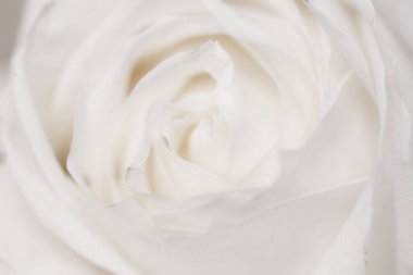 Flora, markalaşma ve aşk konsepti - çiçek açan gül çiçeği, soyut çiçek sanat arka planı, parfüm kokusu için makro çiçekler, düğün ve güzel gelinlik markası için lüks tatil tasarımı