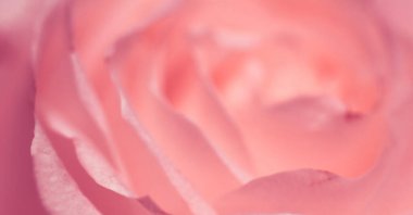 Flora, markalaşma ve aşk konsepti - çiçek açan gül çiçeği, soyut çiçek sanat arka planı, parfüm kokusu için makro çiçekler, düğün ve güzel gelinlik markası için lüks tatil tasarımı