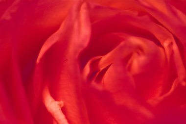 Flora, markalaşma ve aşk konsepti - çiçek açan gül çiçeği, soyut çiçek sanat arka planı, parfüm kokusu için makro çiçekler, düğün ve güzel gelinlik markası için lüks tatil tasarımı