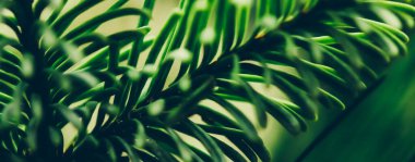 Bahçe, Noel ve kart konsepti - Doğa sanat arka planı olarak Evergreen Spruce ağaçları, antika botanik soyut fon olarak yeşil çam dokusu, bitki markası ve bayram tasarımı için orman köknar ağacı dalı