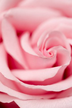 Çiçekler, düğün ve botanik konsepti çiçek sanatı ve güzelliği ya da lüks marka tasarımı için bayram arkaplan pankartı