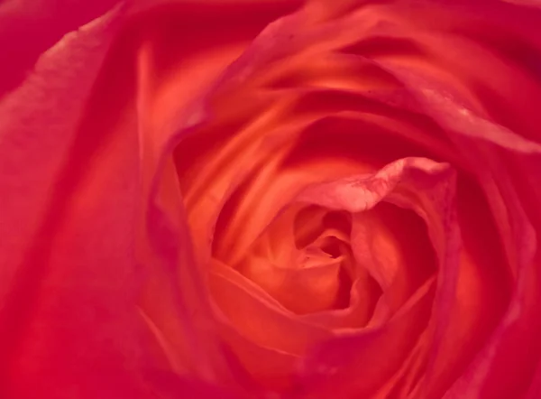 Flora Branding Love Concept Rose Flower Bloom Abstract Floral Blossom — Foto de Stock