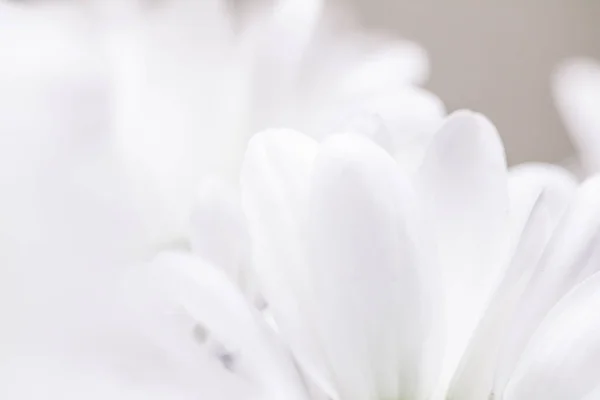 盛开的白色菊花 婚礼和植物学概念作为自然中的花卉艺术和美丽或奢侈品牌设计的假日背景旗帜 — 图库照片
