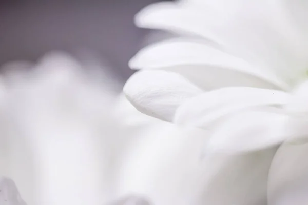 Fiore Margherita Bianco Fiore Fiori Matrimonio Concetto Botanico Come Arte — Foto Stock
