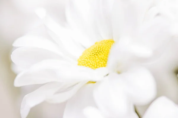 Frühling Gänseblümchen Blüte Blumen Hochzeit Und Botanisches Konzept Als Florale — Stockfoto