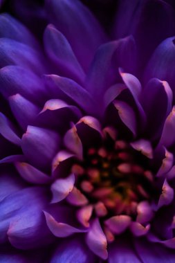 Çiçek açan kasımpatı ya da papatya çiçeği, botanik arka plan olarak yakın plan çiçekleri, makro