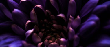 Çiçek açan kasımpatı ya da papatya çiçeği, botanik arka plan olarak yakın plan çiçekleri, makro